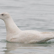 Glaucous Gull